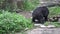 4k An adult Formosa Black Bear Pooping at a day hot summer on the zoo