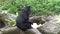 4k An adult Formosa Black Bear used Claws for scratching the paw in the zoo