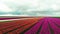 4k Aerial drone flying Magical landscape with beautiful tulips field in Netherlands on spring. Drone view Blooming