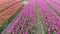 4k Aerial drone flying Magical landscape with beautiful tulips field in Netherlands on spring. Drone view Blooming