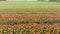 4k Aerial drone flying Magical landscape with beautiful tulips field in Netherlands on spring. Drone view Blooming