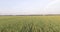 4K. Aerial drone over the wheat field.