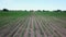 4K aerial drone view footage about young corn, maize field