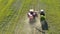 4K Aerial Elevated View Of Combine Harvester And Tractor Working Together In Field. Harvesting Of Oilseed In Spring