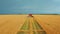 4K Aerial Elevated View Of Rural Landscape With Working Combine Harvester In Wheat Field, Collects Seeds. Harvesting Of