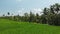 4K aerial flying video of green grass background and coconut palms. Bali island.