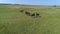 4K Aerial footage. Fly around horses in the field