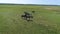 4K Aerial footage. Fly around horses in the field slowmo