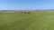 4K Aerial footage. Fly to close horses