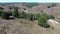 4k aerial video descending while pitching up, revealing hilly landscape with blossoming purple heath and trees in national park