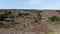 4k aerial video flying over hill while pitching down revealing the landscape behind it with purple blossoming heath and death tree