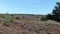 4k aerial video flying over hill revealing the landscape behind it with purple blossoming heath