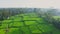 4K Aerial video of sunrise rice terrace with palm trees in Bali, Ubud