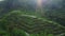 4K Aerial video of sunrise rice terrace with palm trees in Bali, Ubud