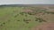 4K Aerial view of a group of wild horses in Letea Forest, part of Danube Delta from Romania during a sunny day