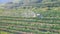 4k Aerial view of tractor spraying vines in vineyard on early summer morning