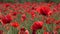 4K Agriculture Wheat Harvest in Poppy Field Sunset, Red Flowers, Rye View Cereal