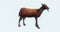 4k alone sheep or antelope eating grass,livestock,animal silhouette.