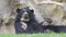 4K Andean Mother Bear Resting in the Shade