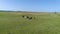 4K Arial footage. Fly to horses in field