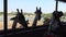 4K Asian woman is feeding a giraffe with small bananas at safari world zoo