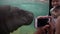 4K Asian woman taking photograph with phone of Pygmy Hippo swimming in zoo