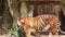 4k B Roll video clips of royal bengal tiger playing with cubs