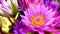 4K beautiful colored lotus flowers nature