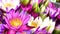 4K beautiful colored lotus flowers nature