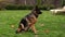 4K. A beautiful German shepherd sits on the grass and looks around. Pets. German Shepherd. Dog