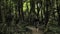 4k beautiful girl in black handmade skirt squares textures, defile on a wooden way deep in the green forest in