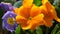 4K of beautiful orange pansy flowers macro close up. Garden pansies with intense colours