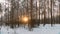 4K Beautiful Sunrise Sun Sunshine In Sunny Winter Forest. Sunlight Sunbeams Through Pine Greenwoods Woods In Forest