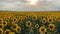 4K Beautiful yellow sunflower field with seeds.