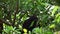 4K Black-furred gibbon is sitting and resting on tree branches. Wild Siamang