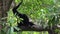 4K Black-furred gibbon is sitting and resting on tree branches. Wild Siamang