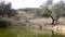 4K, Black Iberian pigs drinking water from the lake in grassland Extremadura