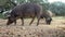 4K Black Iberian pigs eating acorn in field Extremadura. Pig herd pasturing