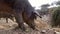 4K Black Iberian pigs eating acorn in field Extremadura. Pig herd pasturing