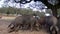 4K Black Iberian pigs eating acorn in field Extremadura. Pig herd pasturing