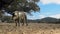 4K, Black Iberian pigs through the oak trees in dehesa landscape of Spain