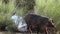 4K, Black Iberian pigs through the oak trees in dehesa landscape of Spain