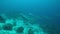 4k Blackfin Barracudas on a Coral reef