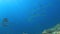 4k Blackfin Barracudas on a Coral reef