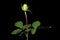 4K. Blooming green roses flower buds ALPHA matte