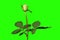 4K. Blooming green roses flower buds green screen