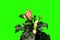 4K. Blooming orange Hibiscus flower buds green screen