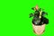 4K. Blooming orange Hibiscus flower buds green screen