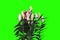 4K.Blooming pink lily flower buds green screen