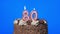 4k - Blowing out number eighty birthday candles on a delicious chocolate cake, blue screen